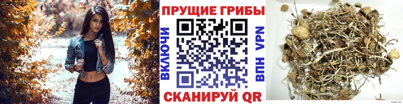 Купить где  Чегем  Псилоцибиновые грибы Magic Shrooms 